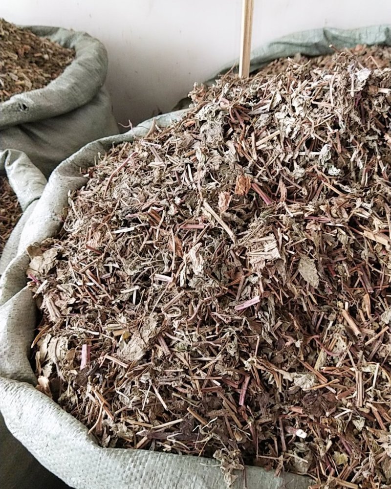 薄荷野生薄荷，量多优惠产地直销。。。。。。