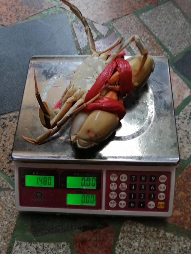本港大公蟹单只一斤左右肉满满，一手货源，保质保量