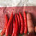 小米椒可供粤港澳珠江三角洲等地量大从优市场直供
