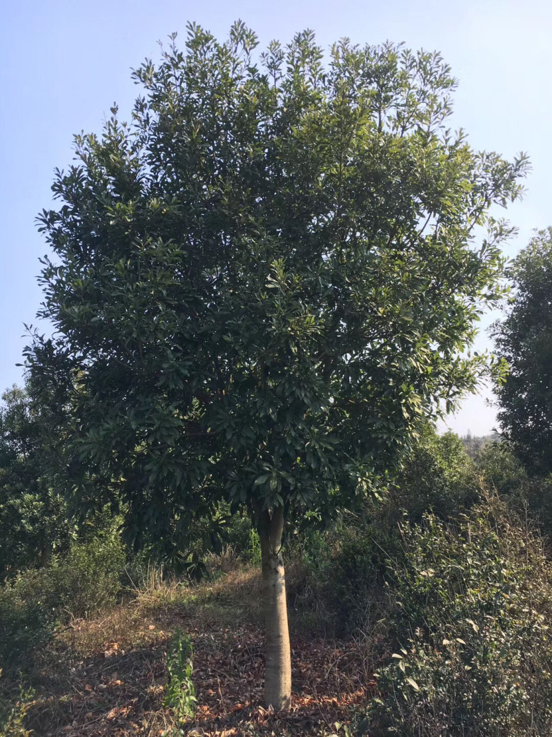 杨梅树，各种规格实生杨梅供应。