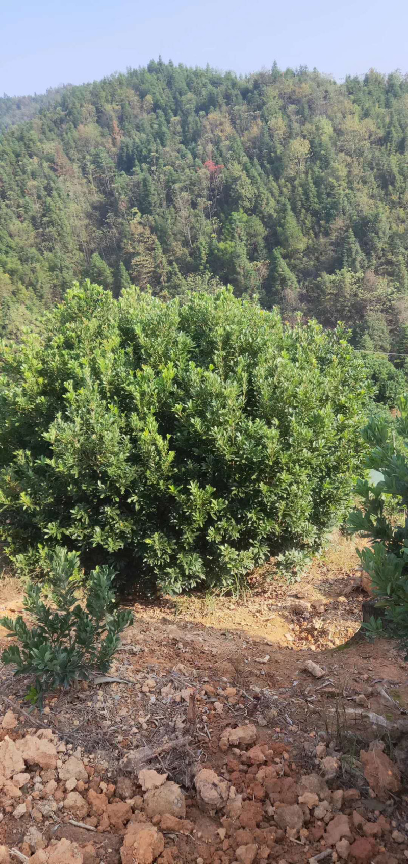 杨梅树，各种规格实生杨梅供应。
