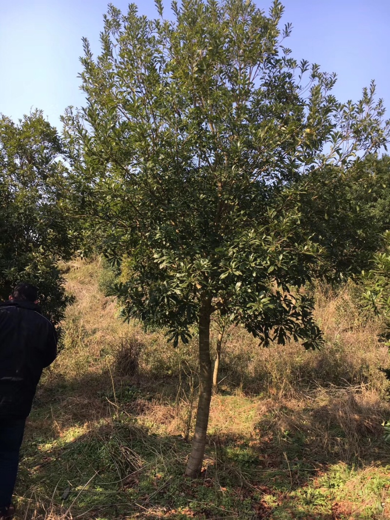 杨梅树，各种规格实生杨梅供应。