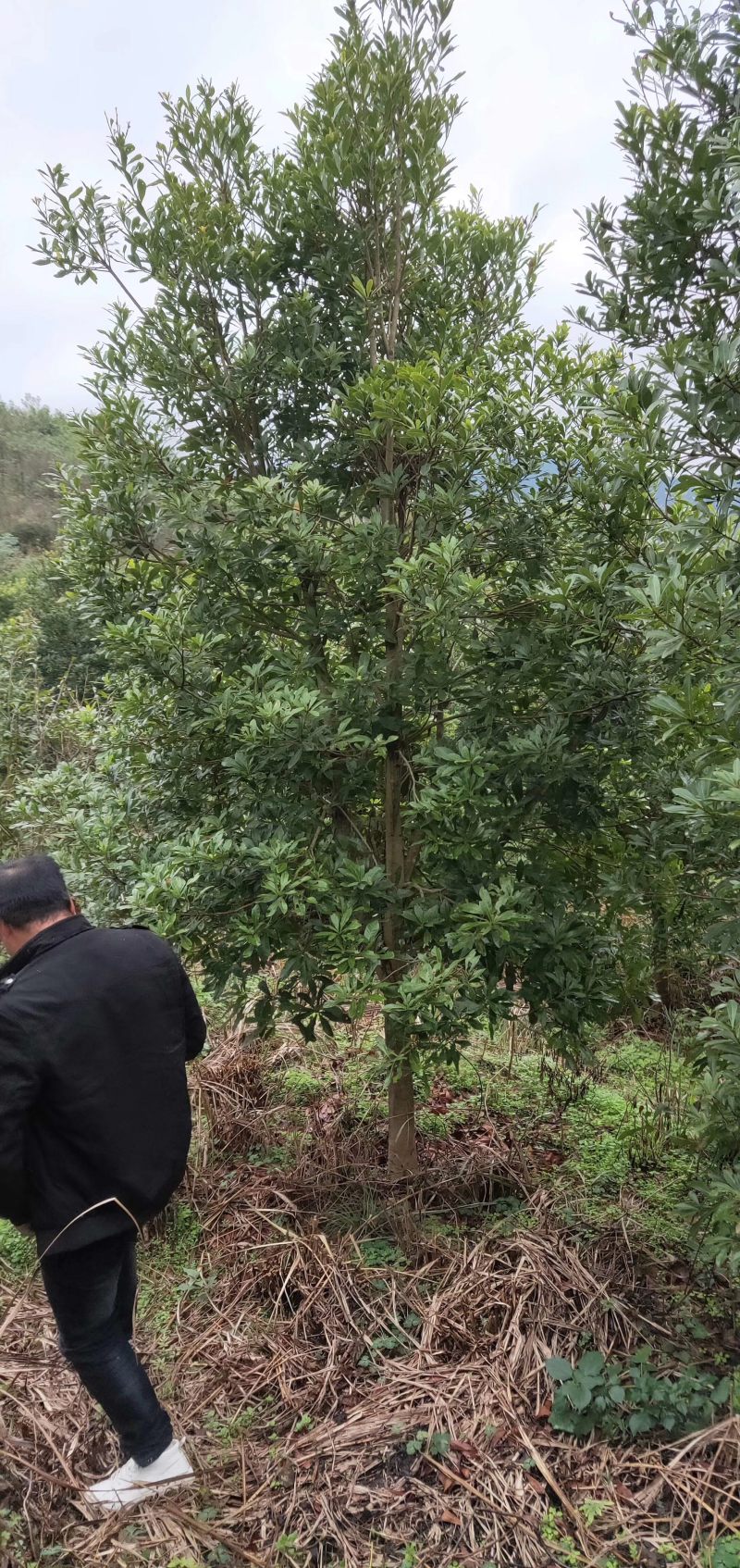 杨梅树，各种规格实生杨梅供应。