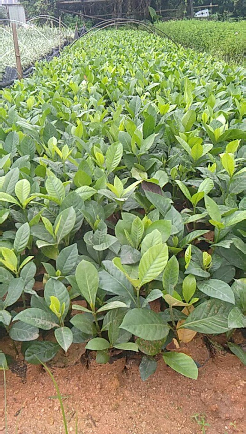 (栀子花)20一25高，冠幅好，广东专业苗圃基地直销，