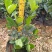 (栀子花)20一25高，冠幅好，广东专业苗圃基地直销，