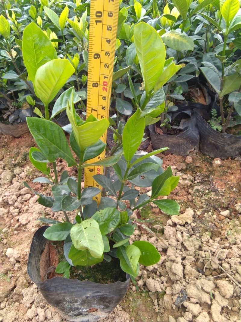 (栀子花)20一25高，冠幅好，广东专业苗圃基地直销，