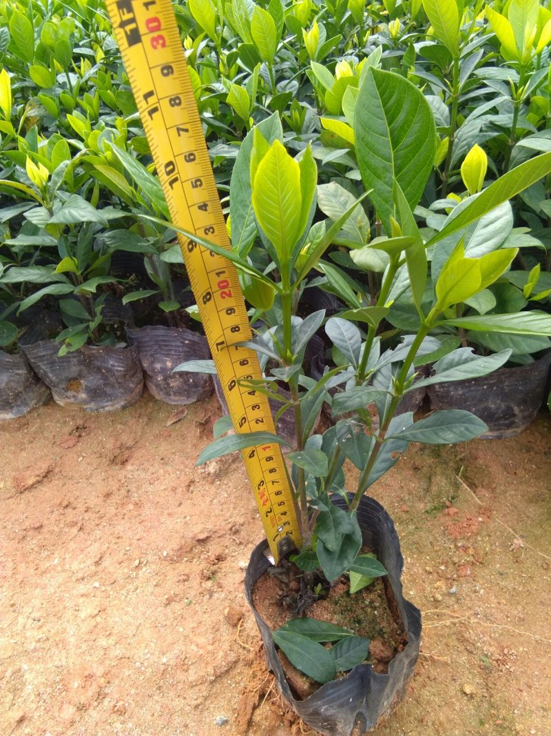 (栀子花)20一25高，冠幅好，广东专业苗圃基地直销，