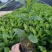 (栀子花)20一25高，冠幅好，广东专业苗圃基地直销，