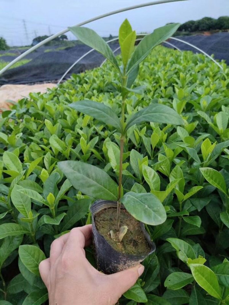 (栀子花)20一25高，冠幅好，广东专业苗圃基地直销，