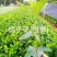 (栀子花)20一25高，冠幅好，广东专业苗圃基地直销，
