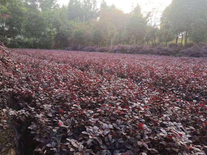 金森女贞杯苗四川基地直供大小杯苗批量出售苗壮价低