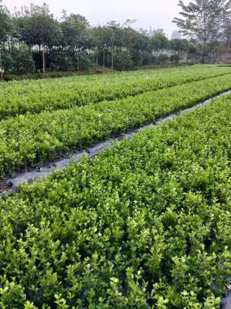 金森女贞杯苗四川基地直供大小杯苗批量出售苗壮价低