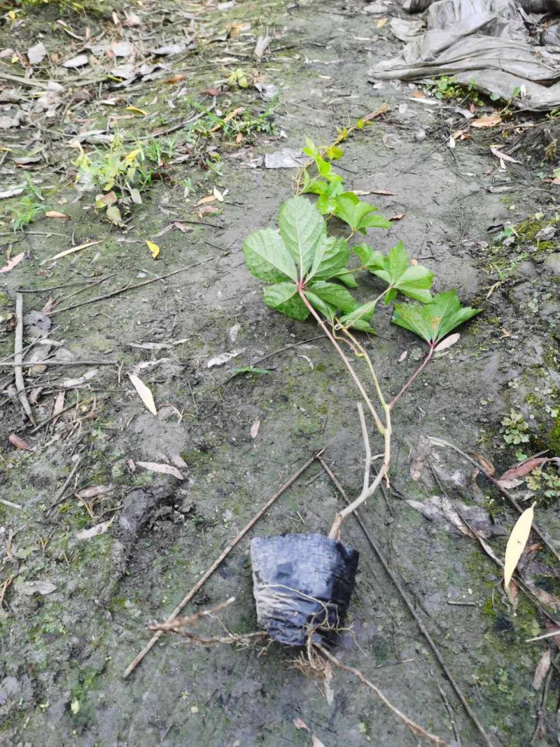 五叶爬山虎五叶爬山虎种植五叶爬山虎直销