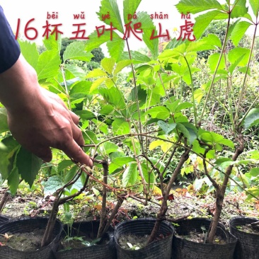 五叶爬山虎五叶爬山虎种植五叶爬山虎直销