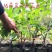 五叶爬山虎五叶爬山虎种植五叶爬山虎直销