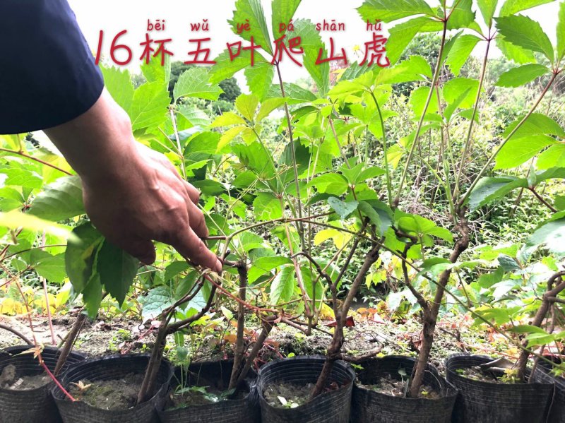 五叶爬山虎五叶爬山虎种植五叶爬山虎直销