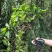 五叶爬山虎五叶爬山虎种植五叶爬山虎直销