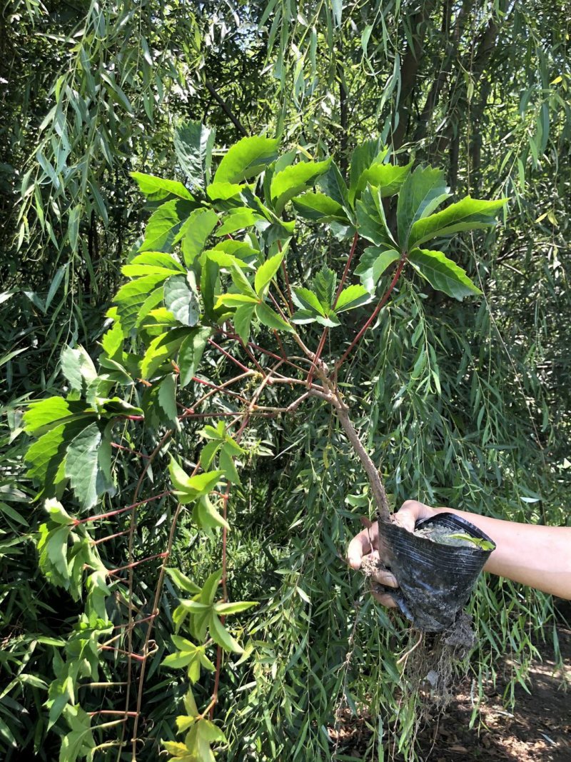 五叶爬山虎五叶爬山虎种植五叶爬山虎直销