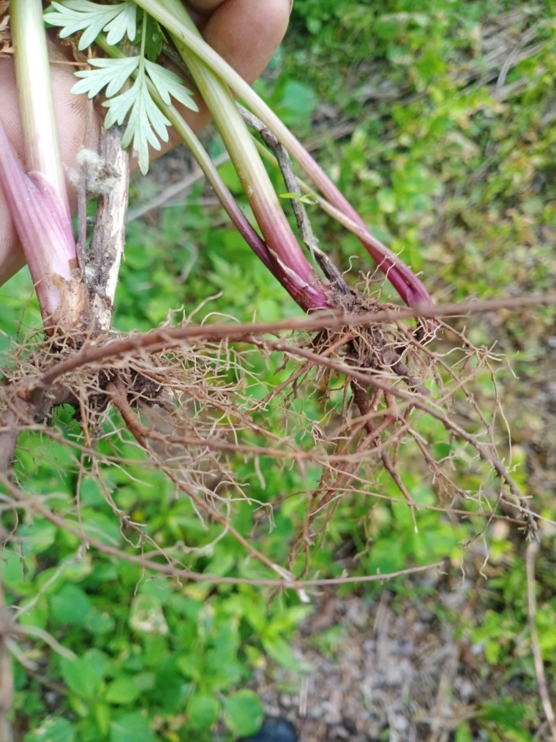 药材