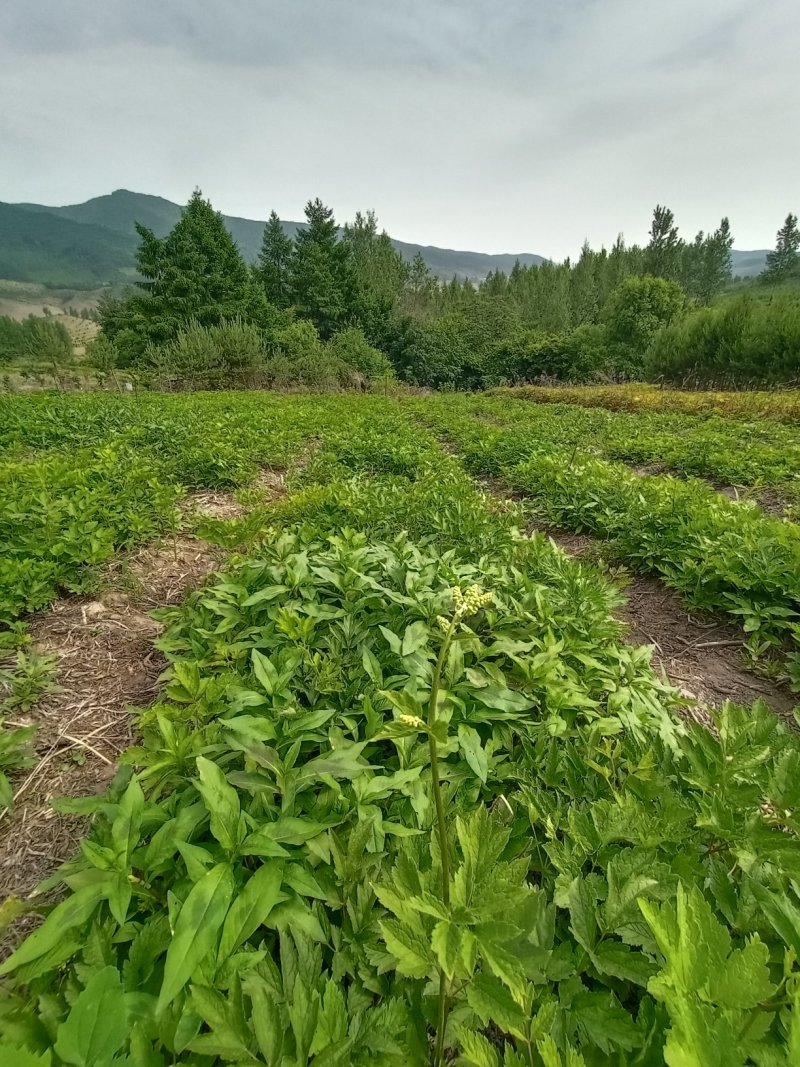 升麻二年苗