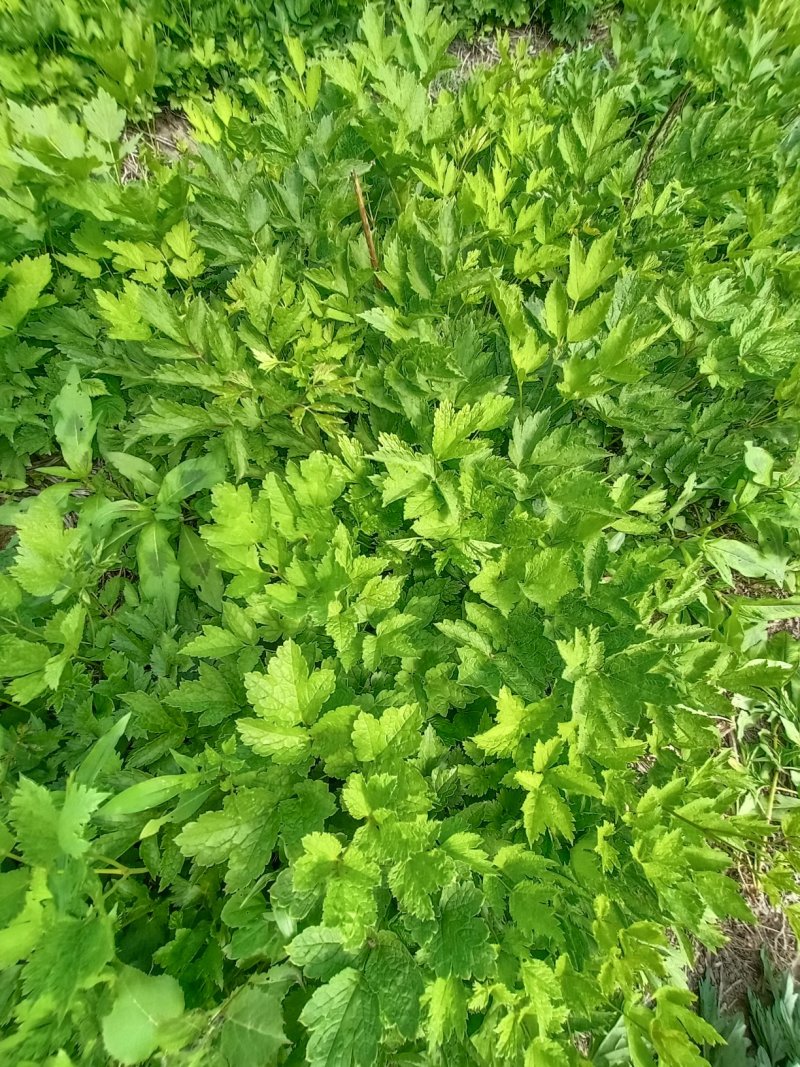 升麻二年苗