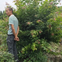 温江枫锦园林出售，元宝枫，丛生元宝枫，低分枝元宝枫