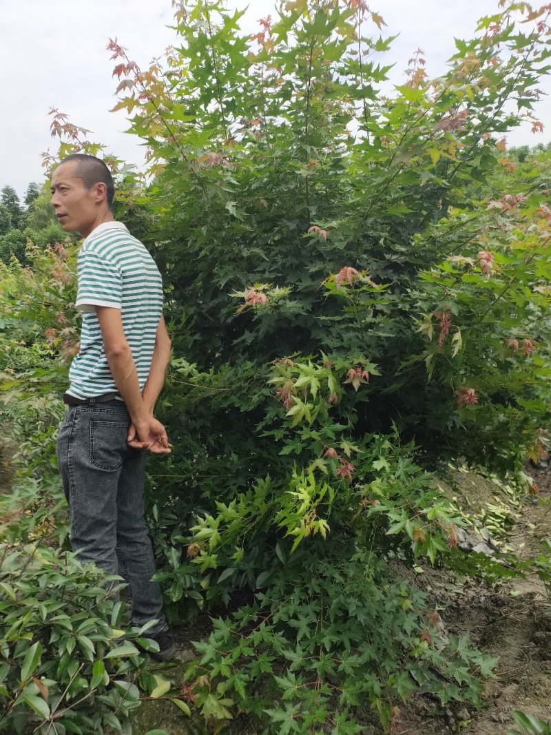 温江枫锦园林出售，元宝枫，丛生元宝枫，低分枝元宝枫