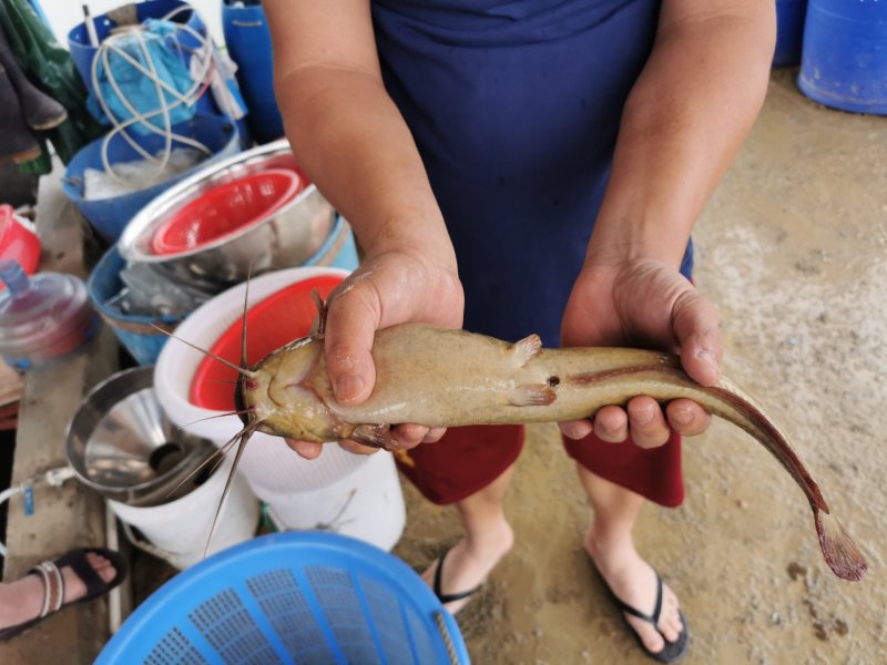 鲶鱼苗本地塘鲺胡子鲶鱼三黄塘虱鱼苗高位池养殖