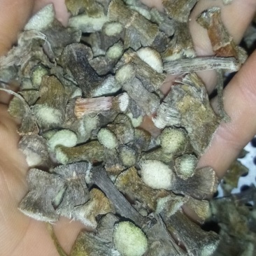 石笋岩竹石笋子岩角接骨丹通兰风兰干货鲜货均有