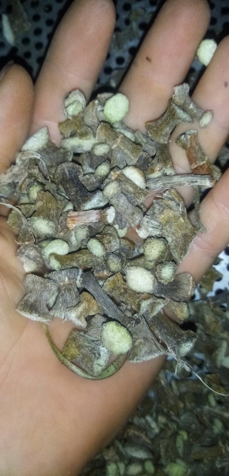 石笋岩竹石笋子岩角接骨丹通兰风兰干货鲜货均有