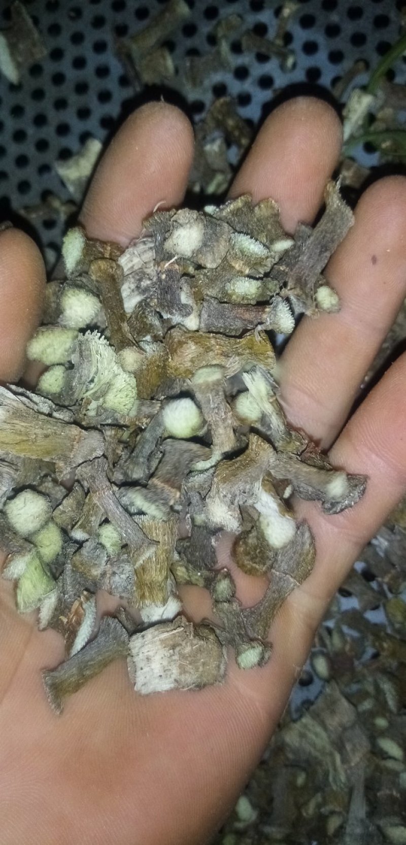 石笋岩竹石笋子岩角接骨丹通兰风兰干货鲜货均有