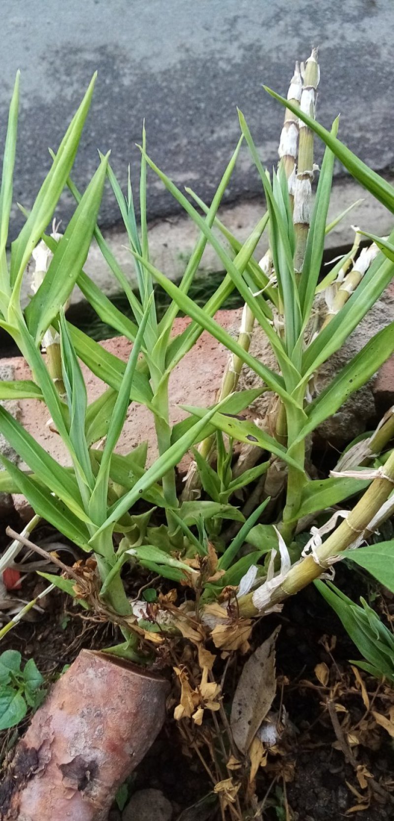 石笋岩竹石笋子岩角接骨丹通兰风兰干货鲜货均有
