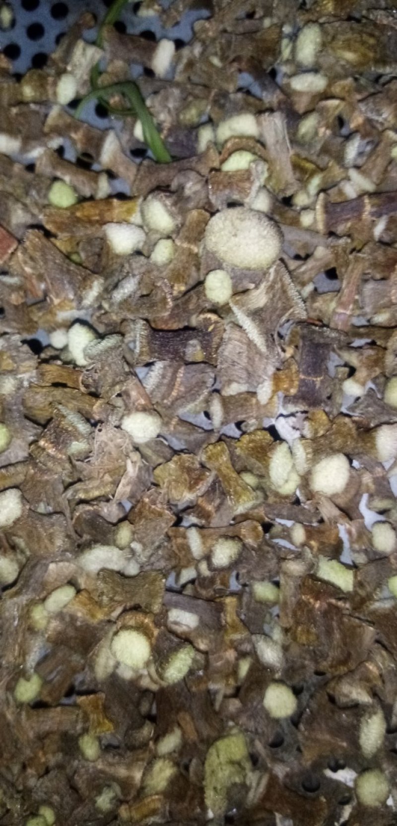 石笋岩竹石笋子岩角接骨丹通兰风兰干货鲜货均有
