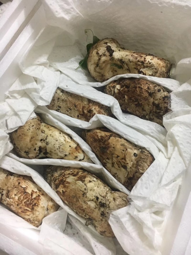 新鲜松茸小金松茸野生松茸
