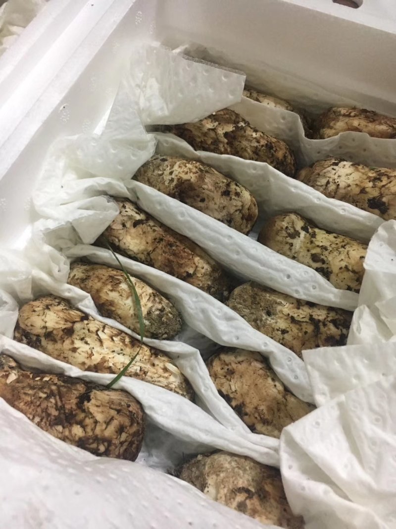 新鲜松茸小金松茸野生松茸