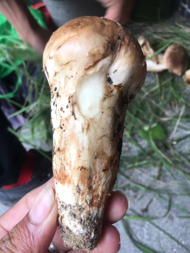 新鲜松茸小金松茸野生松茸