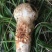 新鲜松茸小金松茸野生松茸