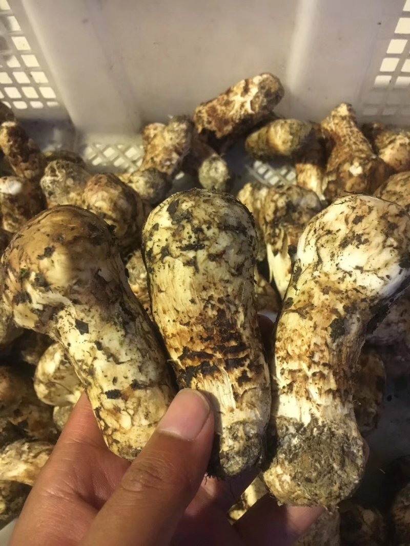 新鲜松茸小金松茸野生松茸