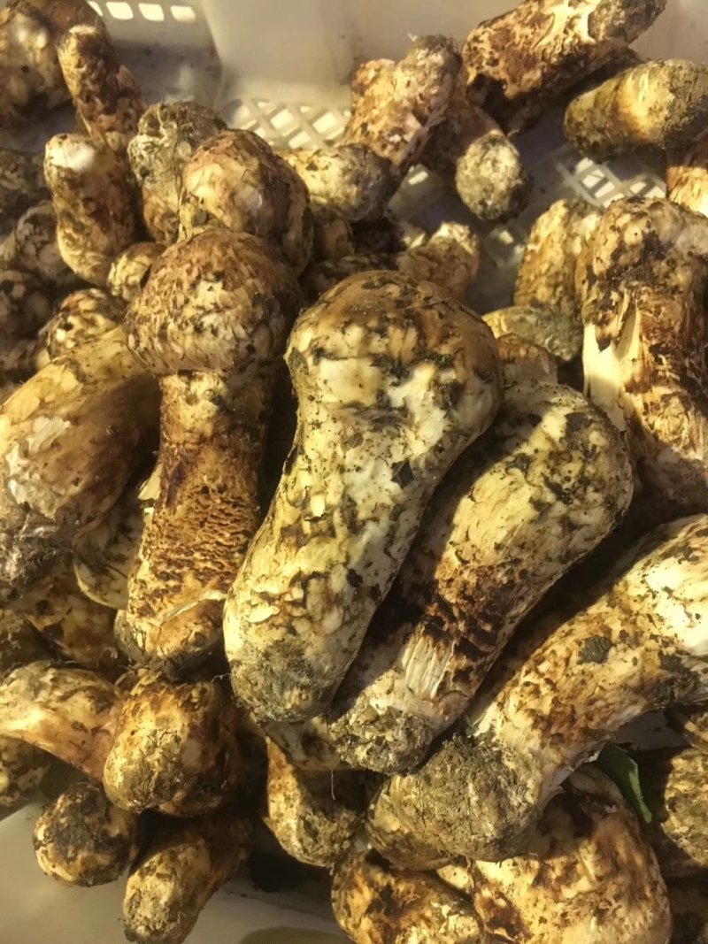 新鲜松茸小金松茸野生松茸