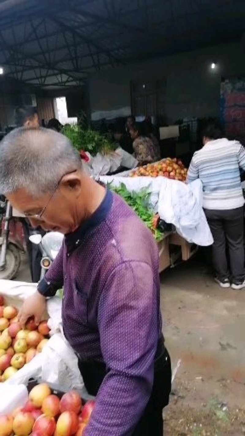 山西临猗坡上中油20（金红，红芙蓉）即将上市，量大质优！