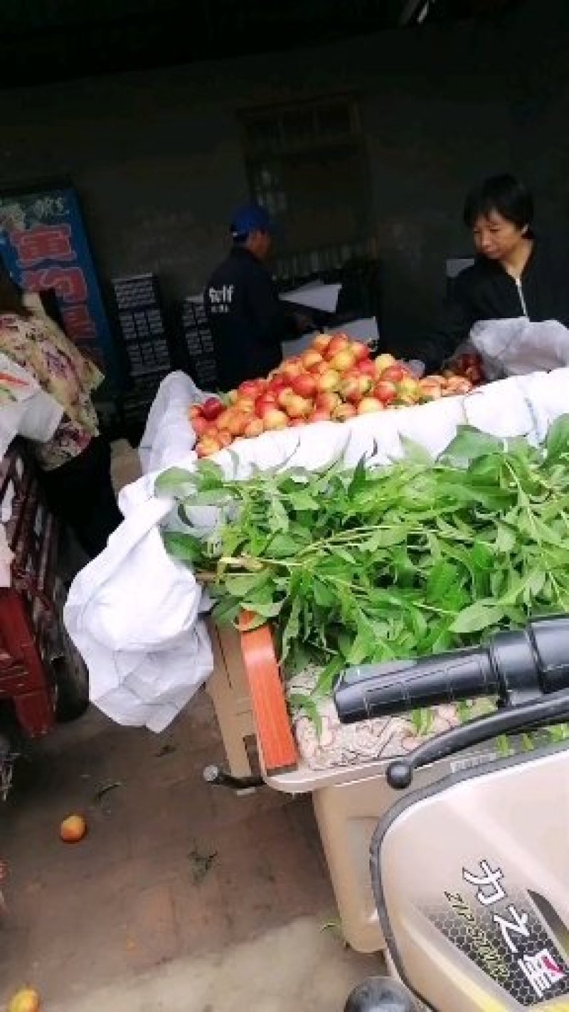 山西临猗坡上中油20（金红，红芙蓉）即将上市，量大质优！