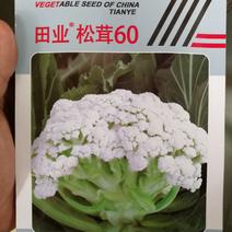 台湾松茸青梗白花松花菜种子菜花种子品质好产量高