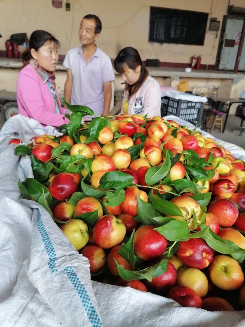山西临猗坡上中油20（金红，红芙蓉）即将上市，量大质优！