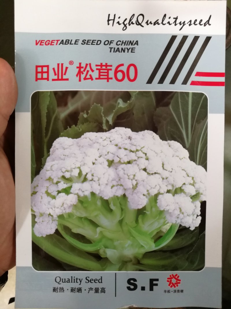 台湾松茸青梗白花松花菜种子菜花种子品质好产量高