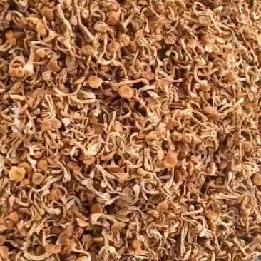 滑子菇大量上市中价钱美丽