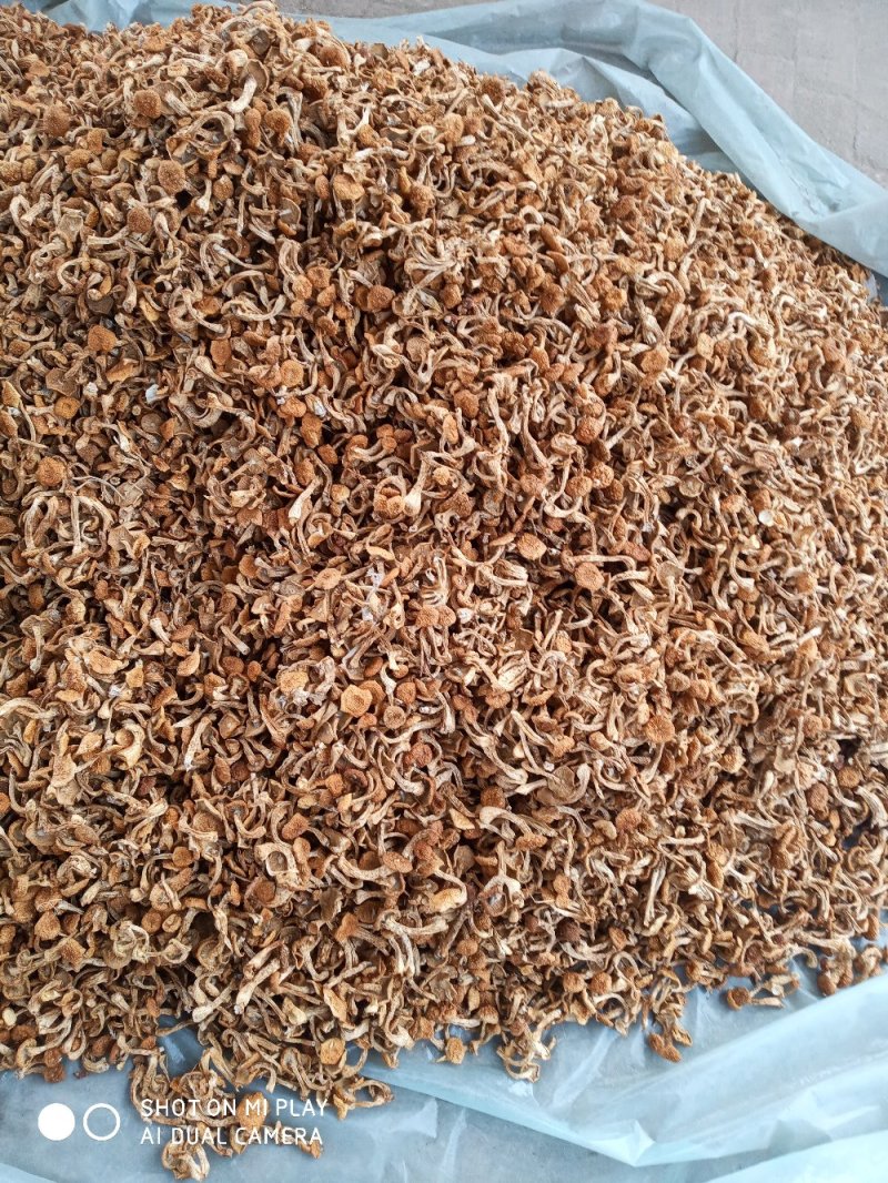滑子菇大量上市中价钱美丽
