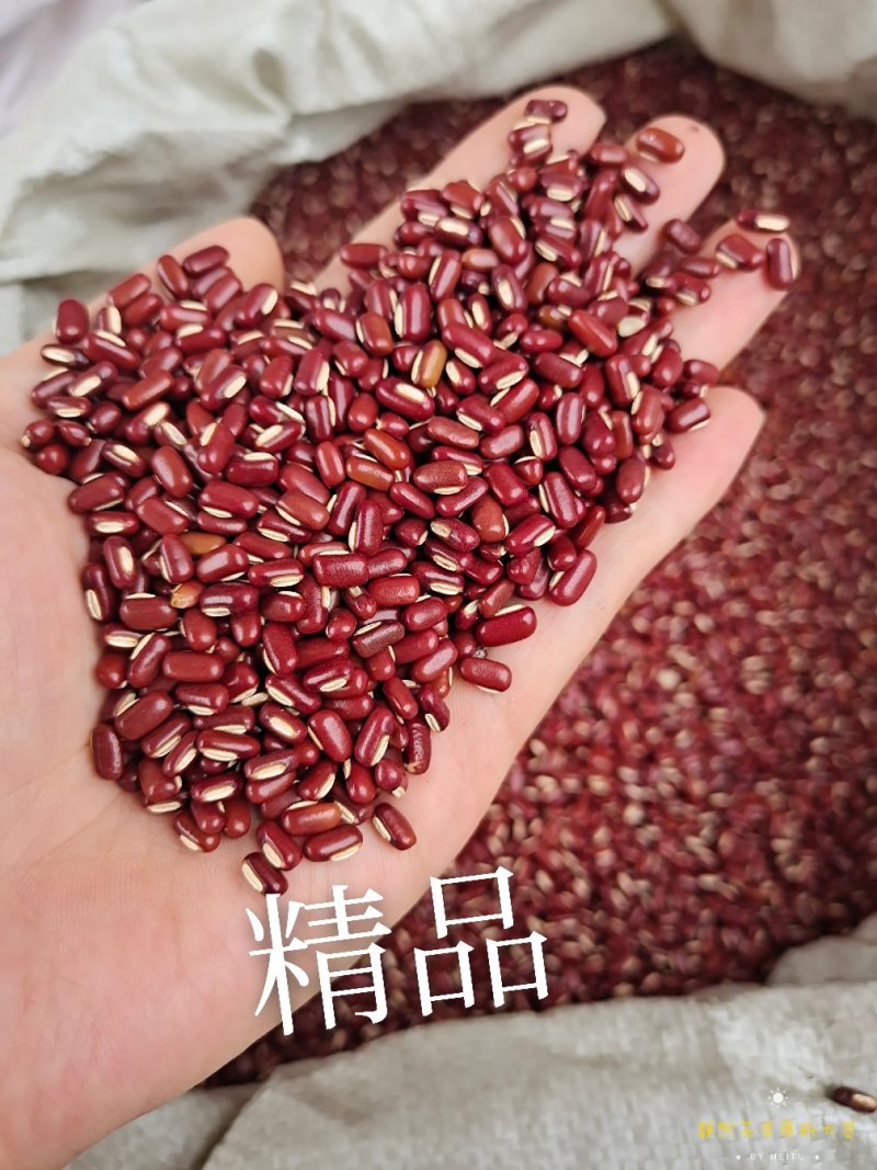 赤小豆红豆大货批发一手货源