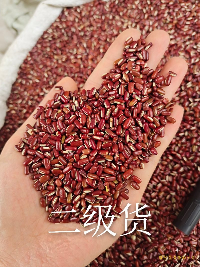 赤小豆红豆大货批发一手货源