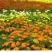 孔雀草种籽混色好养易活的花四季开花花卉种孑四季播种花种籽