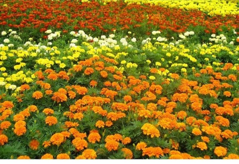 孔雀草种籽混色好养易活的花四季开花花卉种孑四季播种花种籽